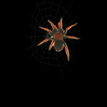 big hairy spider t-shirt