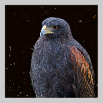 Big Hawk Poster/Print