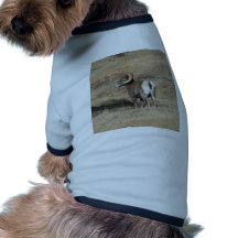 Big Horn Ram Dog Shirt
