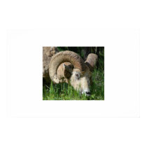 Big Horn Ram posters