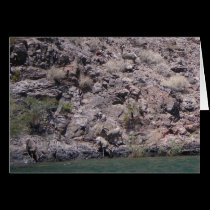 "Big Horn Sheep" Drinking Water at Willow Beach, N cards