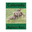 Big Horn Sheep Feeding postcard