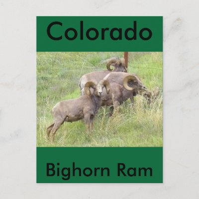 Big Horn Sheep Feeding Post Card