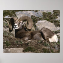 Big Horn Sheep - Full Curl Ram Print