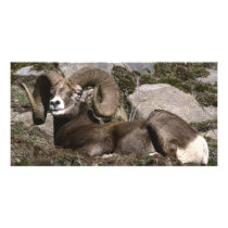 Big Horn Sheep- Mature Male Full Curl photo cards
