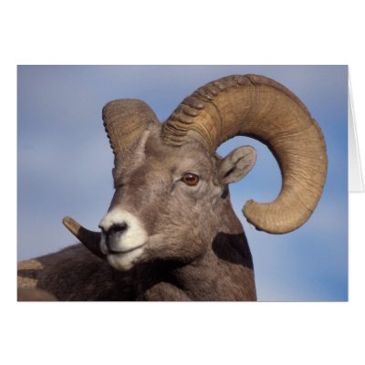 big horn sheep, mountain sheep, Ovis canadensis, Cards
