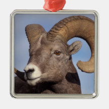 big horn sheep, mountain sheep, Ovis canadensis, Christmas Tree Ornament