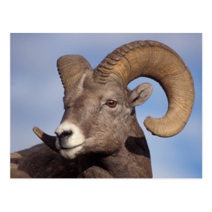 big horn sheep, mountain sheep, Ovis canadensis, Postcards