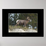 BIG HORN SHEEP Photo Print