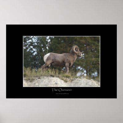 BIG HORN SHEEP Photo Print by RavenSpiritPrints