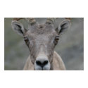 Big Horn Sheep posters
