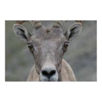 Big Horn Sheep posters