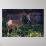 Big Horn Sheep Posters