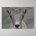 Big Horn Sheep posters