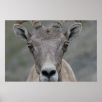 Big Horn Sheep Print