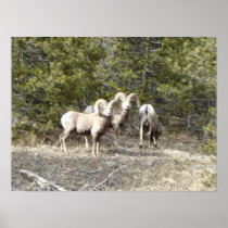 Big Horn Sheep Trio Poster