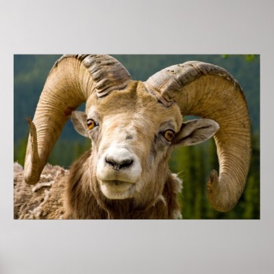 Big Horned Sheep Posters by mlane53