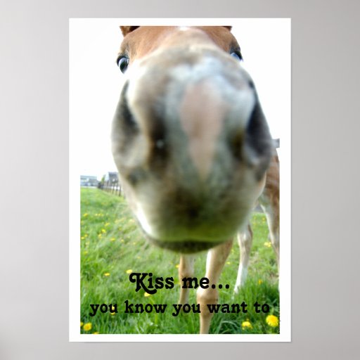 Big Horse Nose Kiss Me funny poster Zazzle