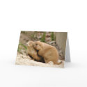 Big Kiss cards
