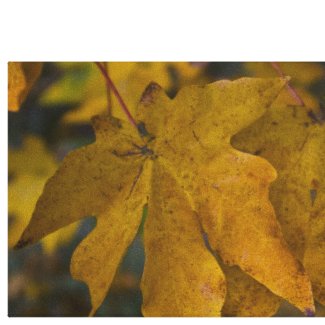 Big Leaf Maple Wrapped Canvas wrappedcanvas