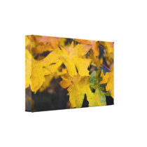 Big Leaf Maple Wrapped Canvas 2 canvas prints