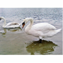 Big Male Swan Bird In Lake photo sculptures