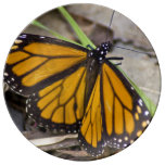 Big Monarch Butterfly Porcelain Plates