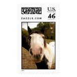 Big Nosed Horse postage