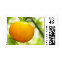 Big Orange Heirloom Tomato Postage Stamp