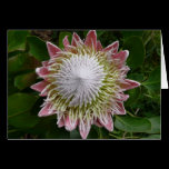 Big Pink and White Flower Card