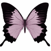 Big Pink & Black Butterfly - Personalize Photo Cut Out