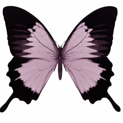 Pink Black Butterfly