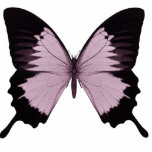 Big Pink &amp; Black Butterfly - Personalize Photo Cut Out