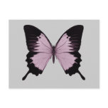 Big Pink & Black Butterfly - Personalize Postcards