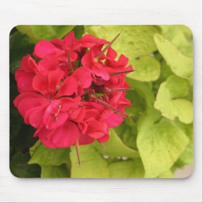 Pink Geranium Flower