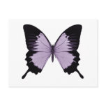 Big Purple & Black Butterfly Postcard