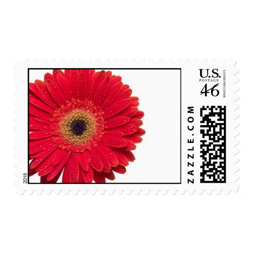 Big Red Gerbera Daisy Postage