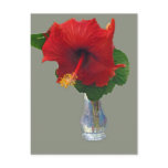 Big Red Hibiscus Post Cards