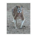 Big Red Kangaroo Post Cards