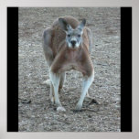 Big Red Kangaroo Print