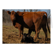 Big Red Momma Cow cards by wolfmountainstudio Big Red Momma Cow cards