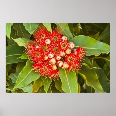 Big Red Print by Artmann