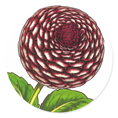 Big Red / Purple Dahlia Vintage Van Houtte Print Sticker by AntiqueImages