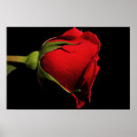 Big Red Rose Posters