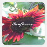 Big Red Sunflower Square Sticker