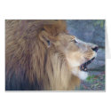 Big Roar cards
