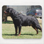 Big Rottie Mouse Mat