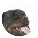 big rottweiler round sticker