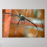 Big Spider 2 Print