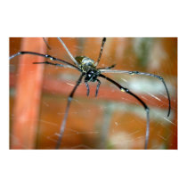 Big Spider 2 posters